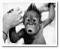 Awatar Gorilla