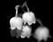 Awatar Convallaria