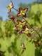 Awatar Epimedium