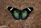 Awatar green_butterfly