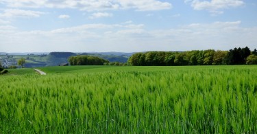 spring-barley-502363_1280