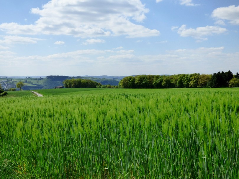 spring-barley-502363_1280