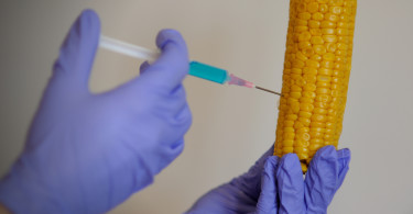 gmo